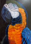 Orange Blue Parrot Card